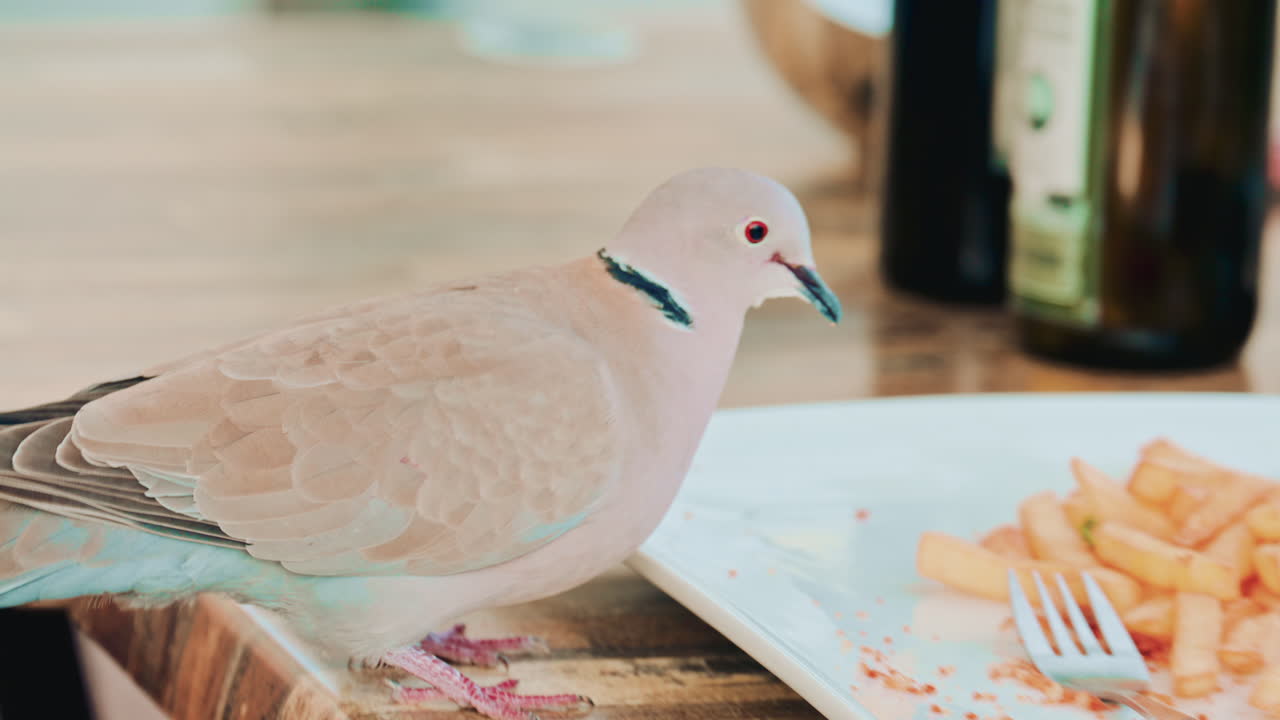 A bold pigeon lands on a restaurant table and grabs a leftover French fry from an almost empty plate