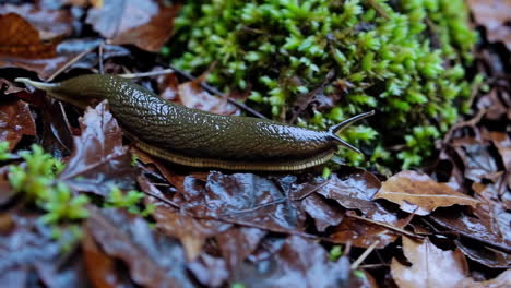 slug in forest leaves