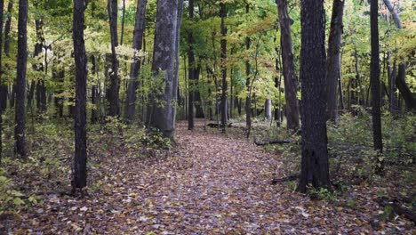 Beautiful-4k-shot-of-walking-on-a-path-through-the-woods-with-colorful-autumn-leaves