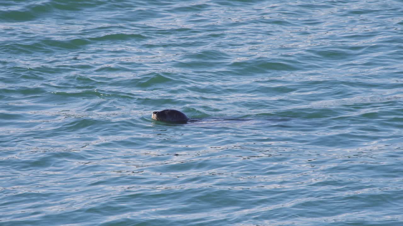 Harbor seal slowly swimming in sea with its head above water, Iceland