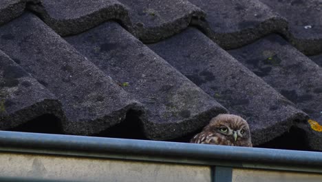 a little sleepy owl sitting in the gutter on a roof looking around on a cold day