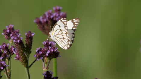 brown veined white butterfly flies between pink flowers