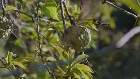 Heart-shaped,-Rounded-Fruit-Of-Sugar-Apple-On-A-Branch