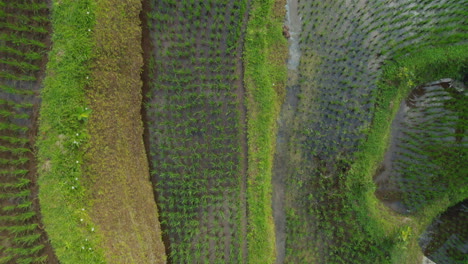 Vista-Superior-Mujer-En-Arrozal-Caminando-En-Una-Exuberante-Terraza-De-Arroz-Verde-Explorando-Viajar-A-Través-De-Bali-Indonesia-Descubrir-Asia-Vista-Aérea-De-Drones