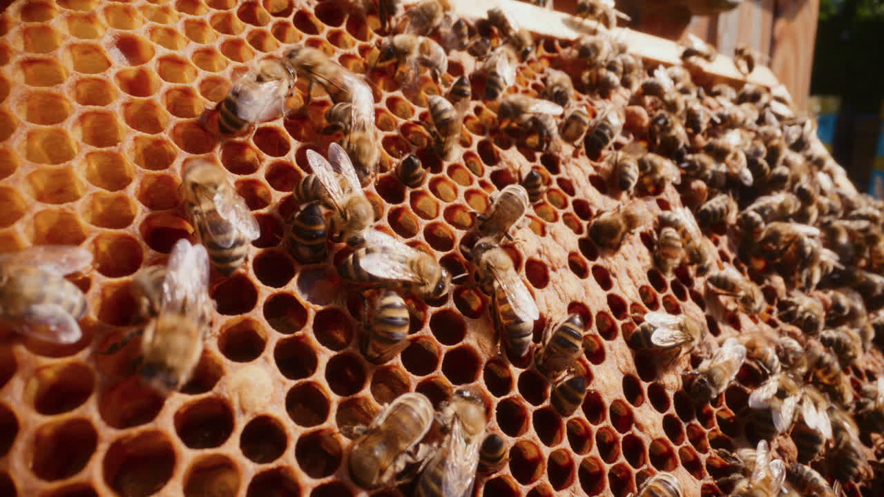Bees working on a frame of honey.