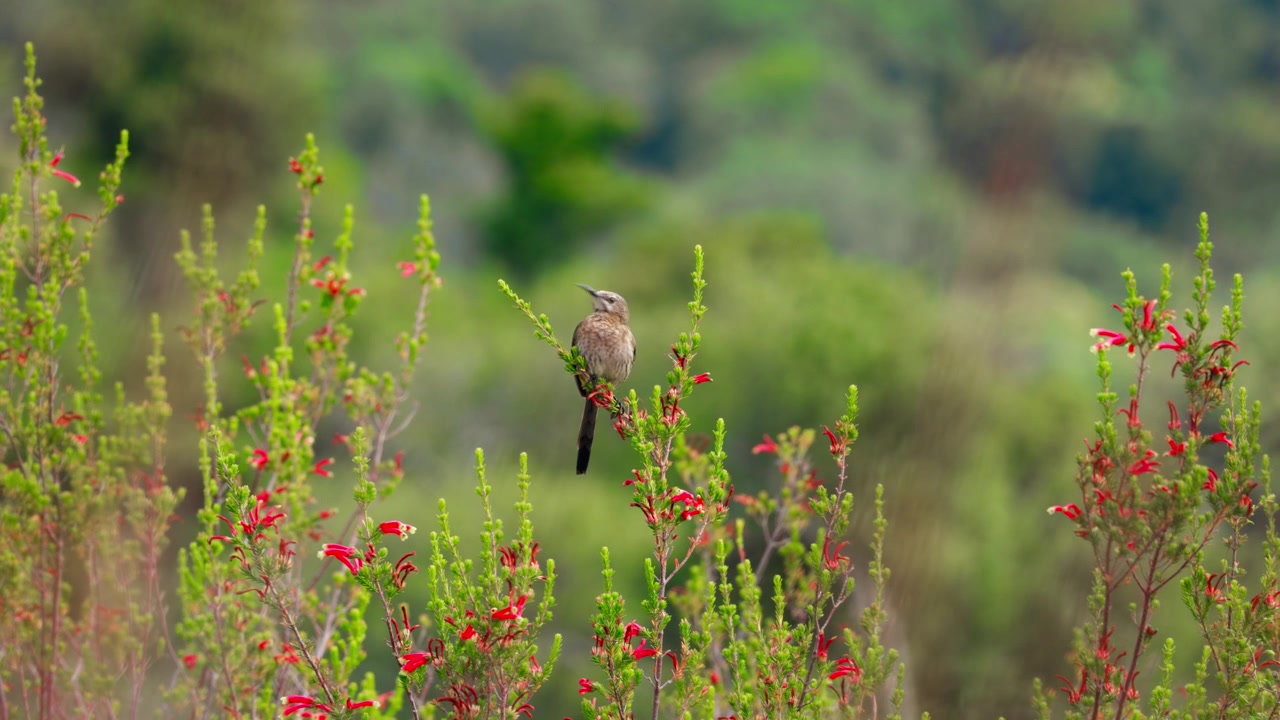 Un Promérops du Cap (Promerops cafer) perché et chantant au sommet d'un buisson à fleurs rouges dans un environnement naturel verdoyant et luxuriant.