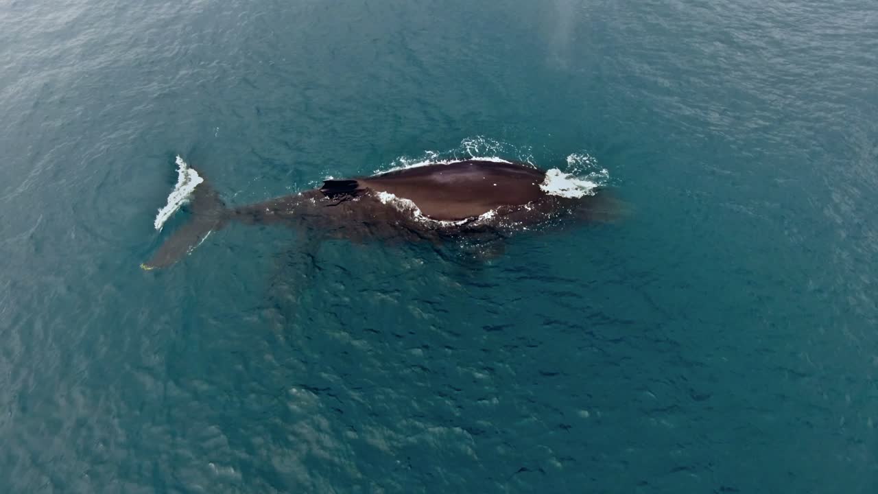 vista aérea de la ballena jorobada con su ternero rompiendo la superficie del agua azul