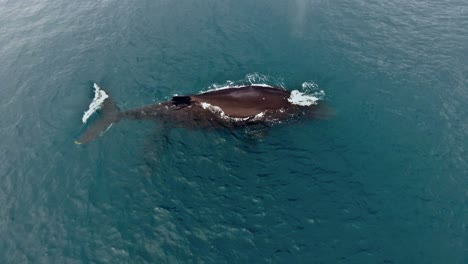 overhead hover view of humpback whale with calf breaching the blue water surface