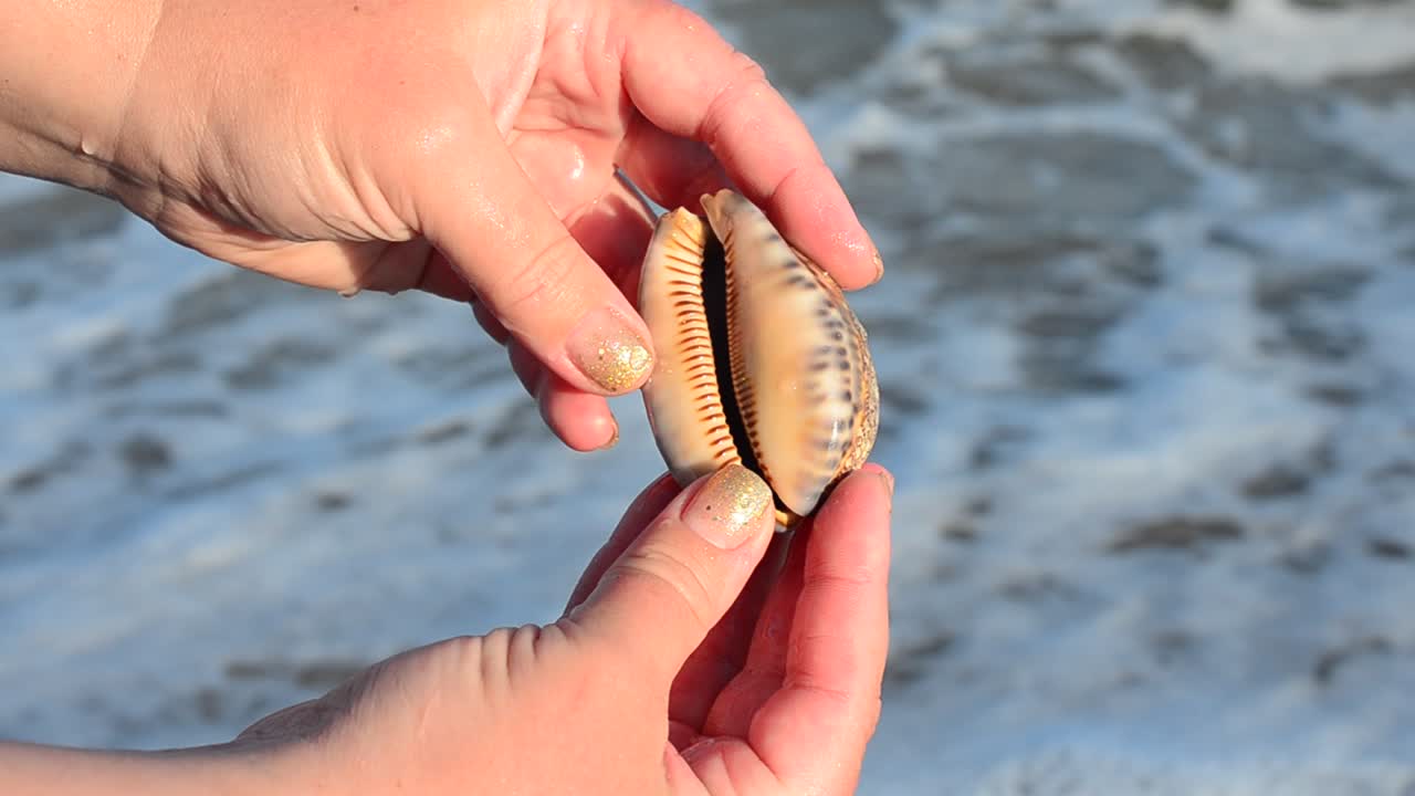 Sea cockleshell in a hand. Beach. Shooting on the beach