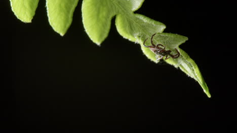 opportunistic tick on edge of bracken fern waiting to grab onto a passing host