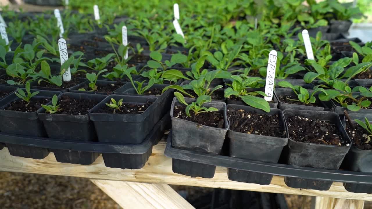 채소 식물이 싹을 틔우기 시작하다