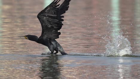 a cormorant taking flight from the surface of a lake on a sunny day