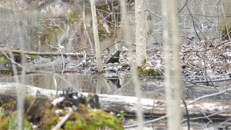 Black-Grackle-bird-eating-and-searching-Food-in-a-swampy-wood-Forest