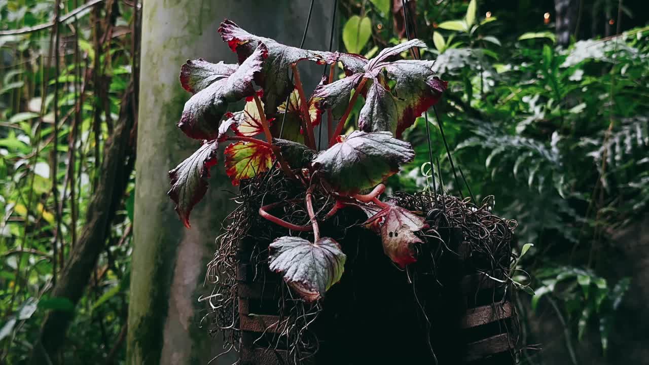 나무 바구니 에 매달린 식물