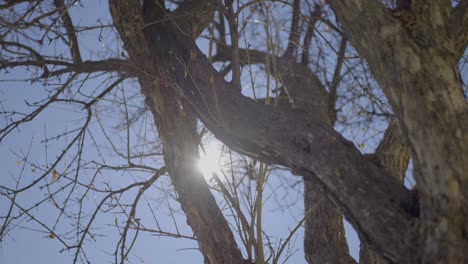 close up shot of sunlight shining through dried tree at sunny day in winter