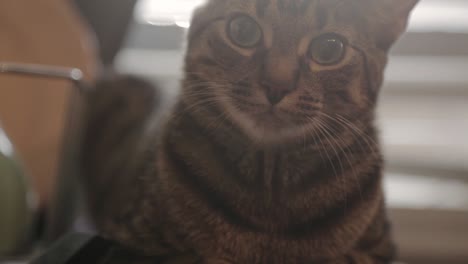 domestic brown striped cat looking at the camera - close up shot