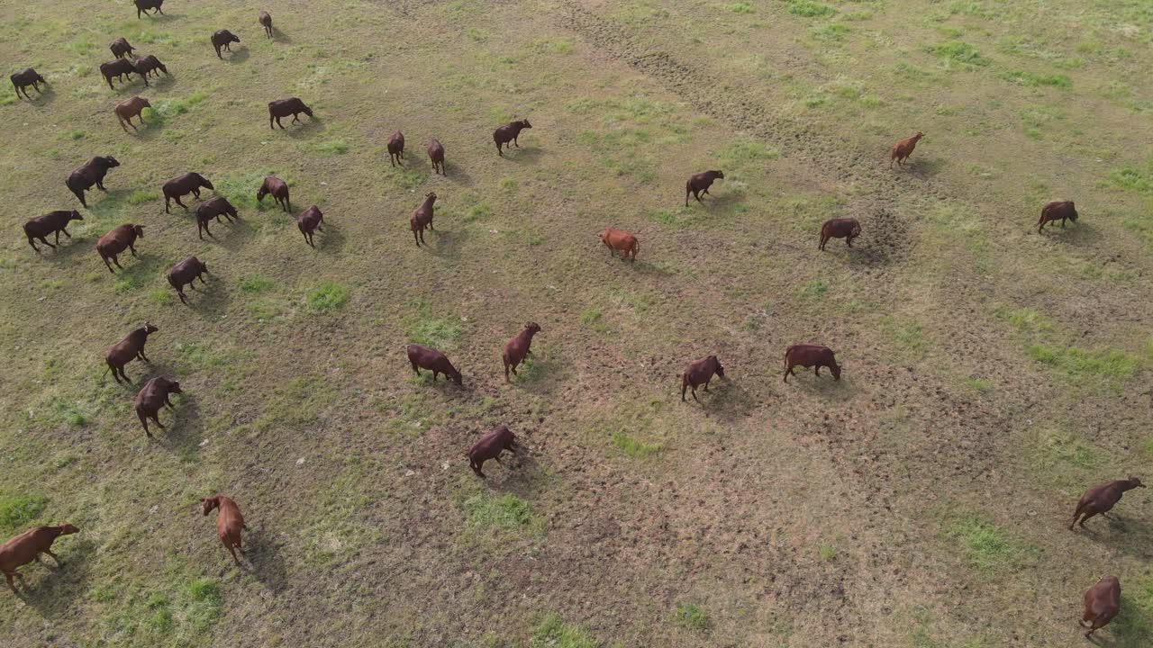 снимок с высоты птичьего полета спокойного зеленого луга с группой коричневых пасущихся коров