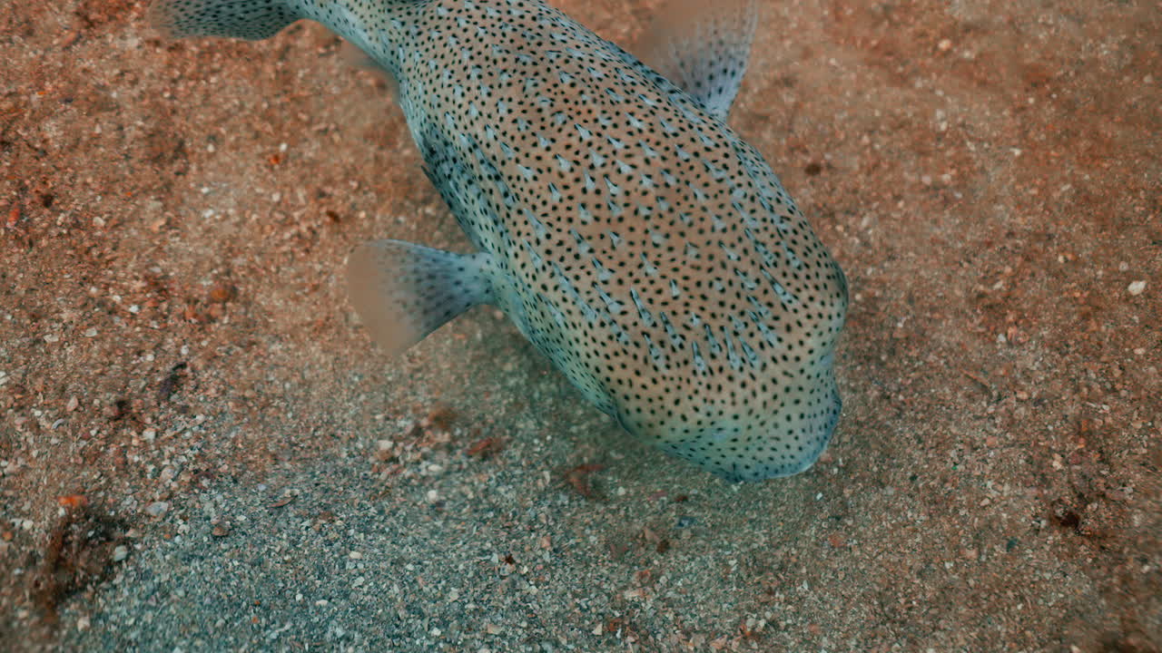Spotted Pufferfish on the Seabed