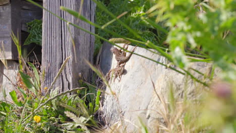 western fence lizards basking in the sunshine on a stone next to a rustic cabin