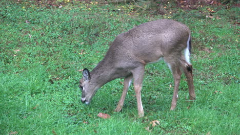 Young-white-tailed-deer--grazes-on-grass