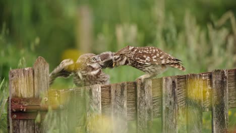 two little owls on a wooden fence