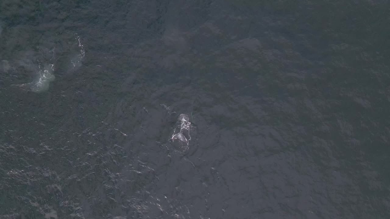 바다에서 잠수하고 숨쉬는 법을 배우는 어린 혹등고래 송아지, 4k 조감도