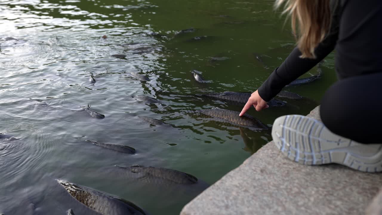 Slow motion of a woman touching carps in the moat of Rosenborg Castle, Copenhagen, Denmark, at dusk