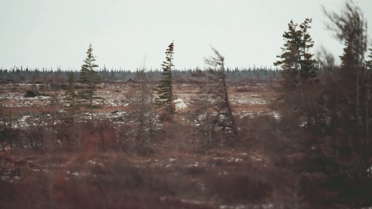 una madre oso polar y su cachorro viajan a través de árboles y matorrales mientras cruzan la tundra subártica cerca de churchill manitoba en otoño mientras esperan que el agua de la bahía de hudson se congele