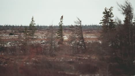 a polar bear mother and cub travel through trees and brush as they across the sub-arctic tundra near churchill manitoba in the autumn as they wait for the water of hudson bay to freeze