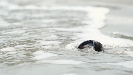 Ocean-waves-washing-over-clam-shell-on-beach