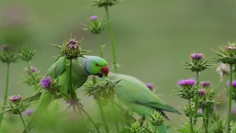 rose ringed parakeets feeding on milk thistle plant