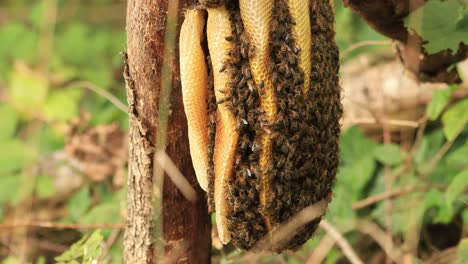 layers of honeycomb hanging from a branch with a colony of wild apis mellifera carnica or western honey bees with specimen coming and going from the hive