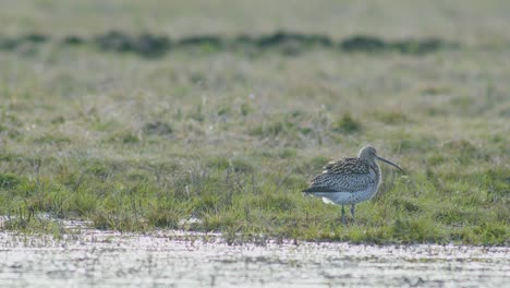 a few curlew birds resting near water puddle flooded wetland during migration