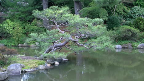 pino recortado al estilo niwaki japonés se inclina sobre un estanque koi