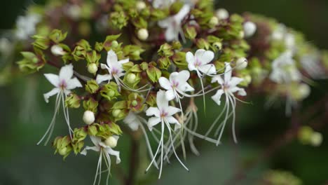 calotropis giantea o la flor de la corona está floreciendo