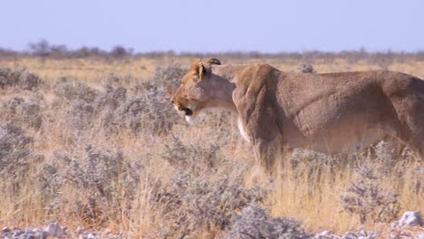 una leona caza en la llanura de sabana de áfrica con antílopes springbok por todas partes 3