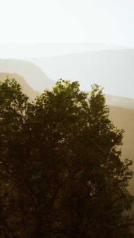 sunlit trees in a mountain forest