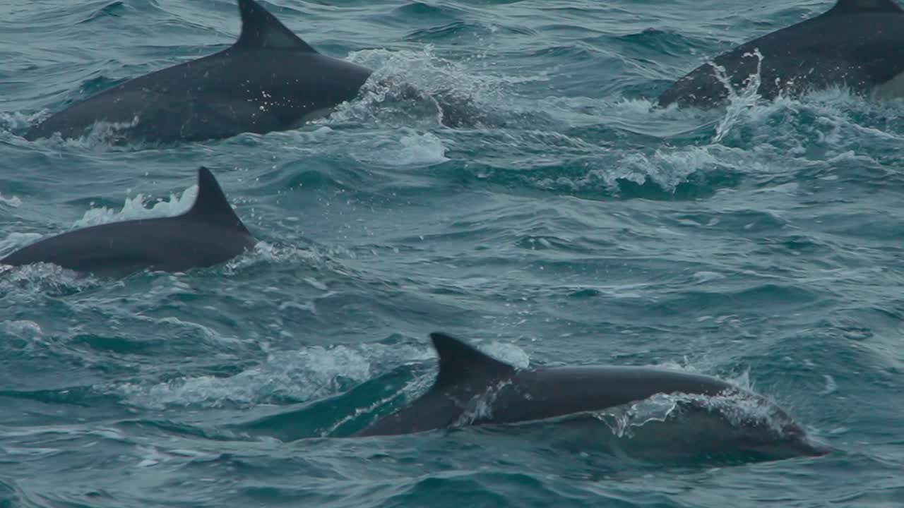 Dolphins swimming in slow motion in the ocean of Los Organos, Piura, Peru