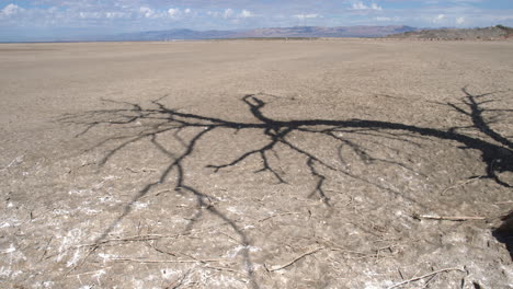 shadow of dead tree cast over red hill marina, salton sea, california