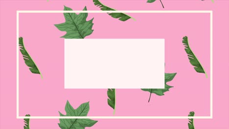 tropical exotics leafs ecology animation in square frame pink background