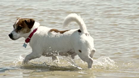 a cute dog off to a beach 4k fs700 odyssey 7q