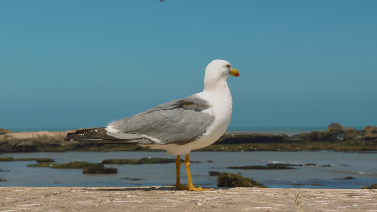 Nahaufnahme einer neugierigen Möwe, die in die Kamera blickt und dann wegläuft