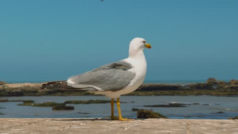 Curious-seagull-looking-into-the-camera-and-walks-out,-close-up