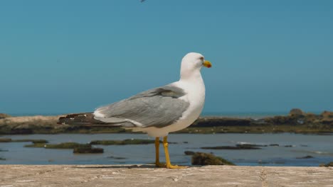 gaviota curiosa mirando a la cámara y sale, cierra