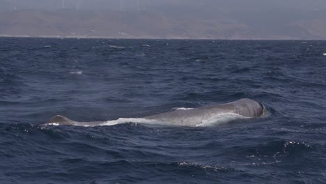 sperm whale breath before dive and shows the flux slowmotion