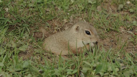 closeup of a groundhog eating sunflower seeds in the grass