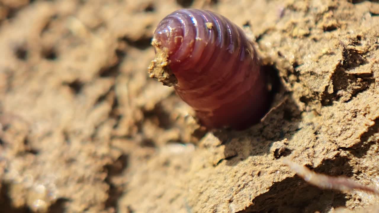 Close up of earthworm emerging from soil hole then retreating underground