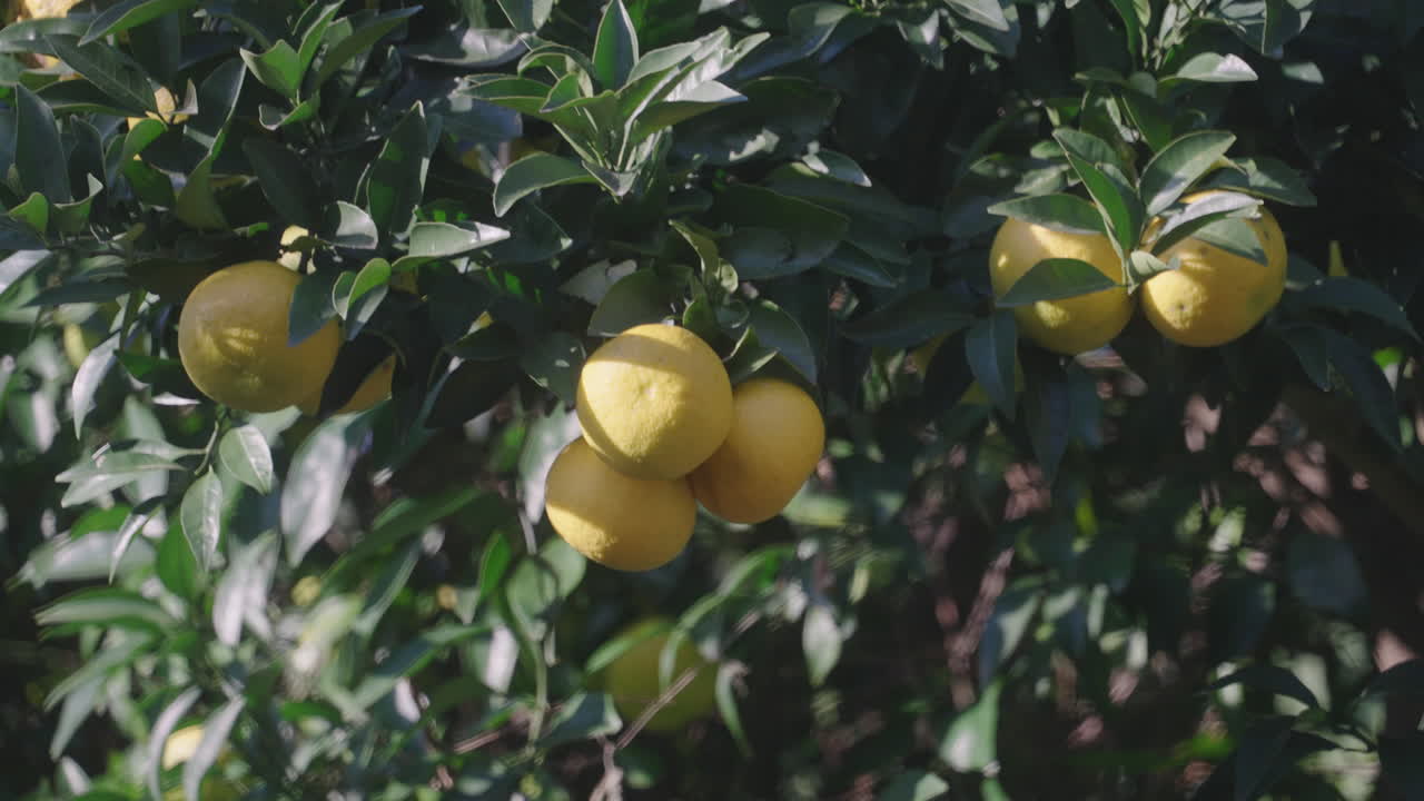 un montón de cítricos yuzu cuelgan de una rama frondosa de un árbol durante el día soleado en tokio, japón
