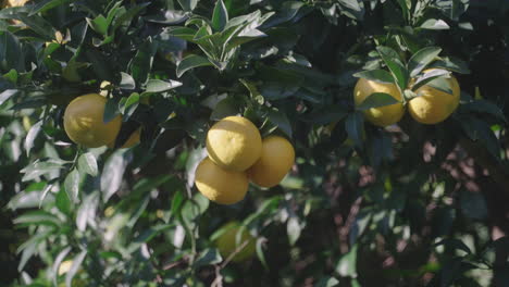 bunch of yuzu citrus fruit hang on leafy branch of a tree during sunny day in tokyo, japan