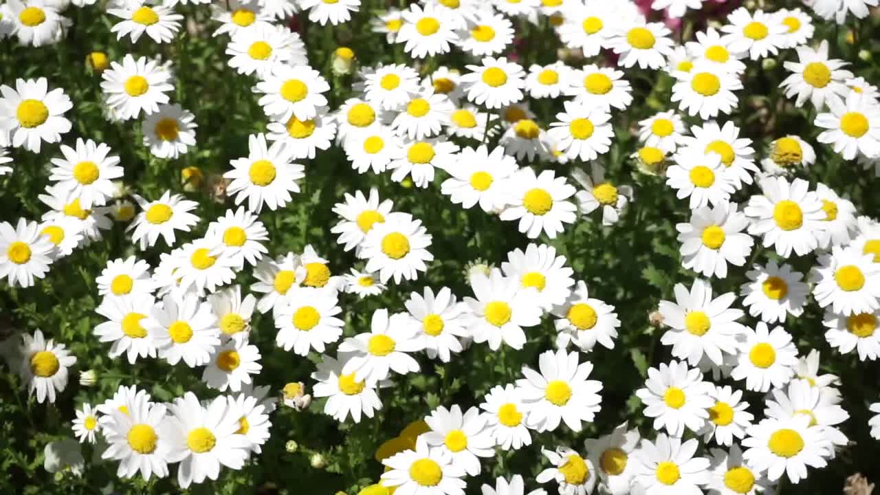 White colour daisy flower bed